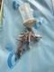 Like New Iwata Spray Gun Az3 Hte 2 Hvlp Air Gunsa