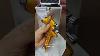 Spray Gun For High Gloss Finish Autopaint Spraygun Hvlp Trending Paintspraygun Paintsprayer